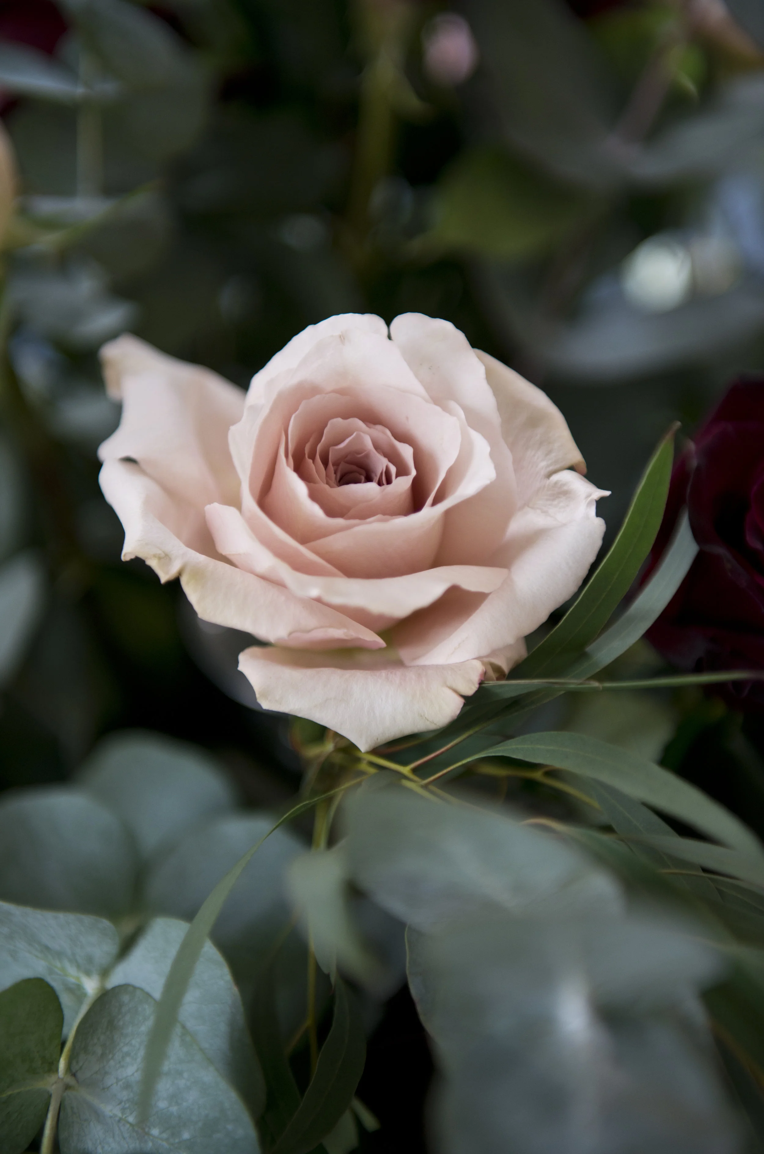 Wedding decorations - Pink Rose Wedding Photography Sussex | Buxted Park Sussex Photography | Classic Elegant Wedding Photography Sussex