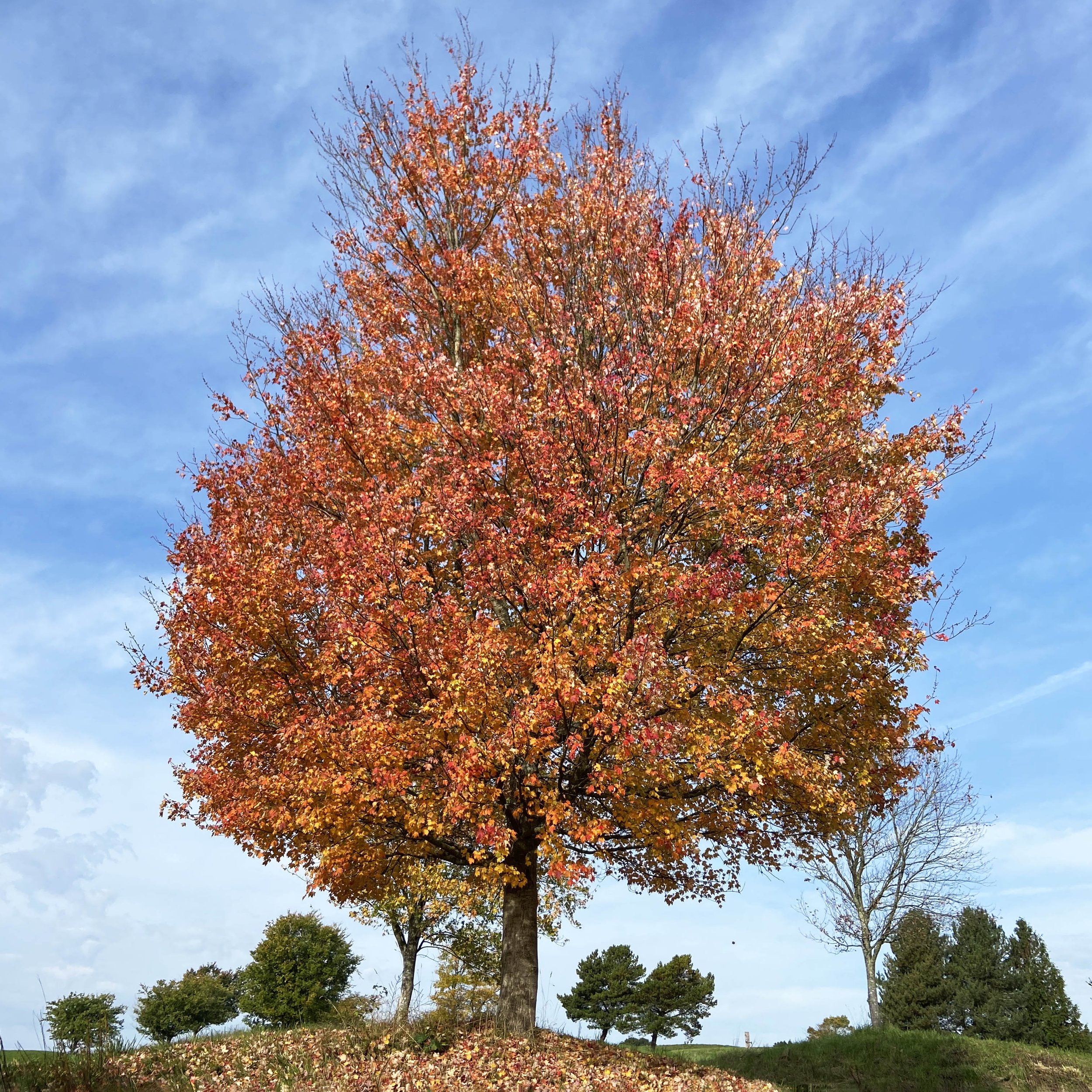 autumn-tree-sussex-favourite-things.jpg
