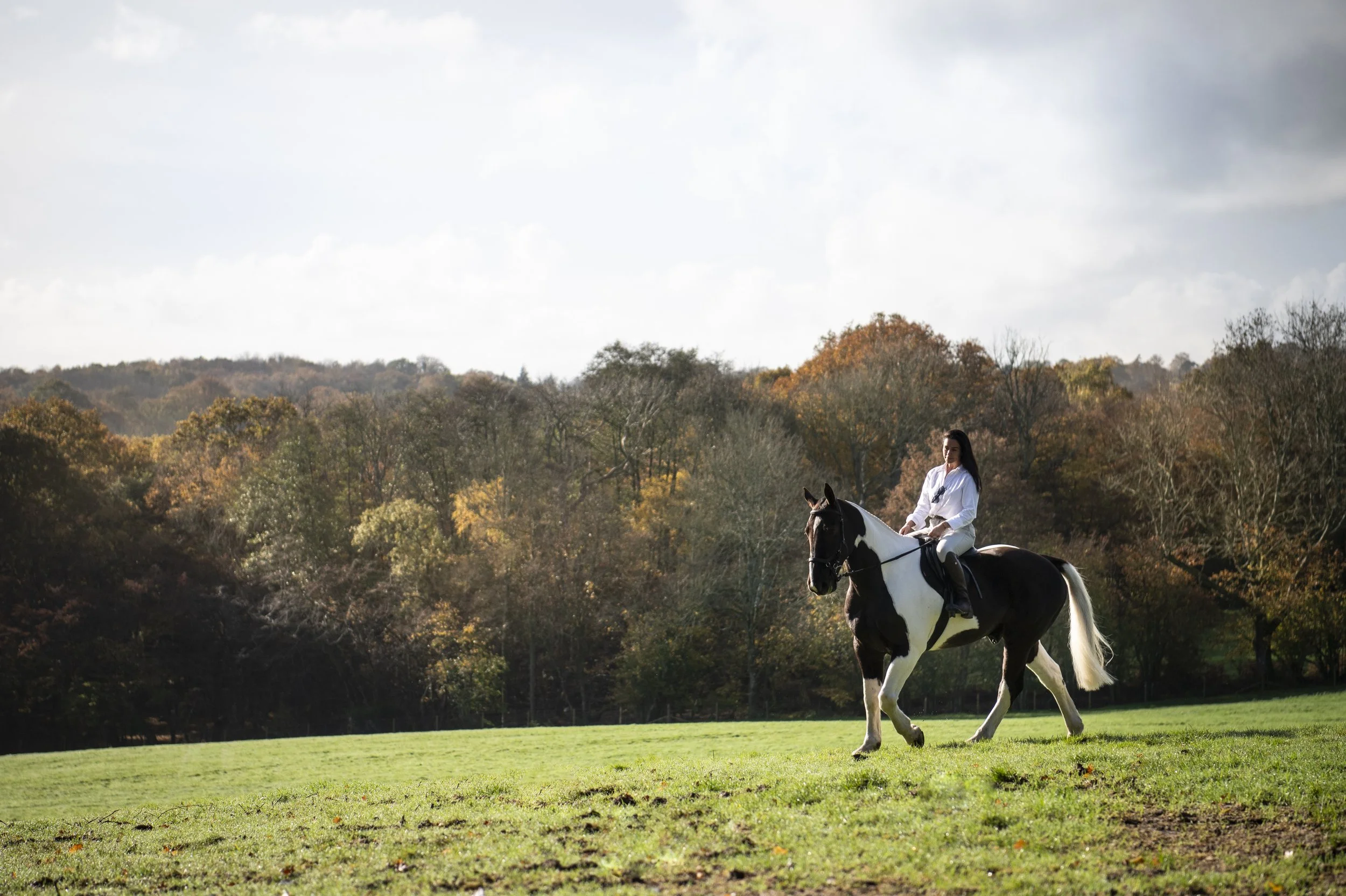horse portrait shoot sessions sussex