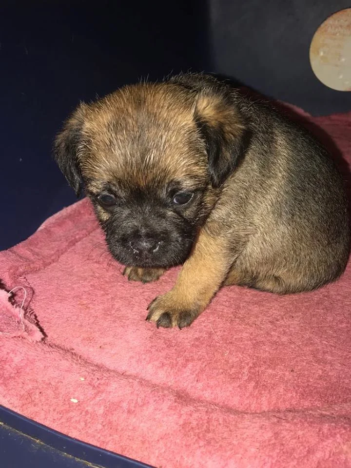 puppy.jpg