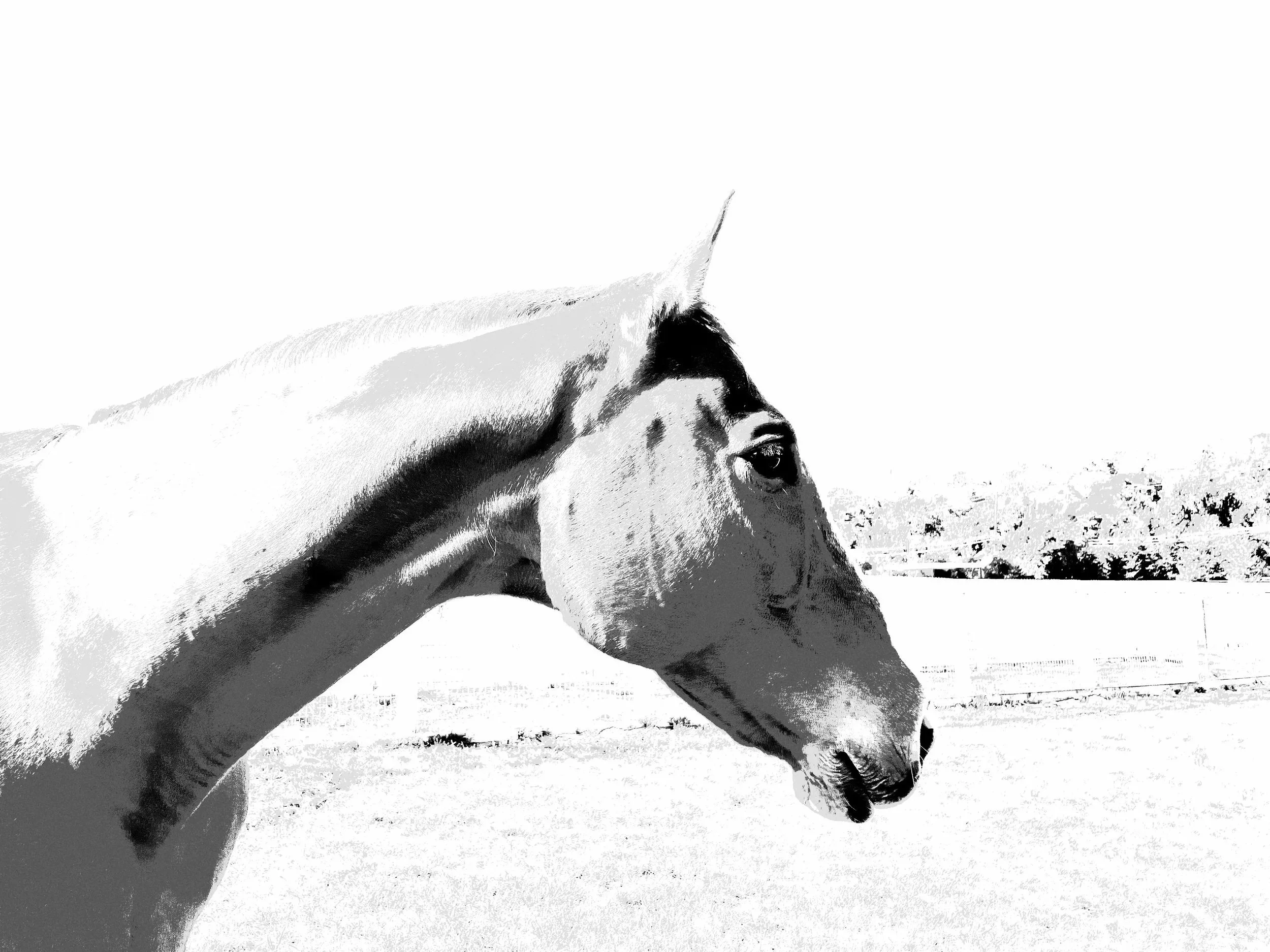 fire horse