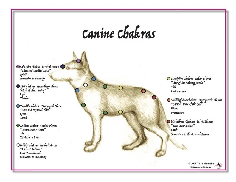 Canine Chakras.jpg