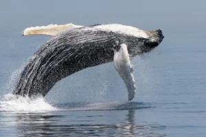 MJS humpbackBreachNMFS.jpg