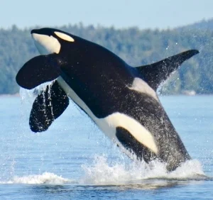MJS 2 SoResKillerWhaleL92KenBalcombCropped (1).jpg