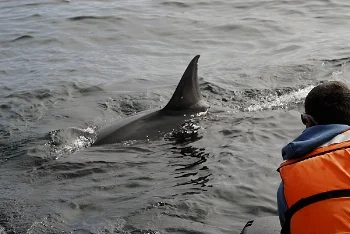 WhiteSharks_ScotAnderson_TOPPPermit.jpg