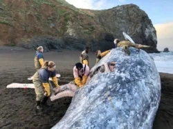 MJS GrayWhaleNecropsy2018MV-TMMC2.jpg