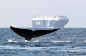 MJS BlueWhaleShipChannelCalambokidis@JCalambokidisPhoto.jpg