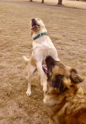 Rex n Cara play (1).jpg
