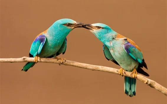 Two-birds-share-food-beak-insect_m.jpg