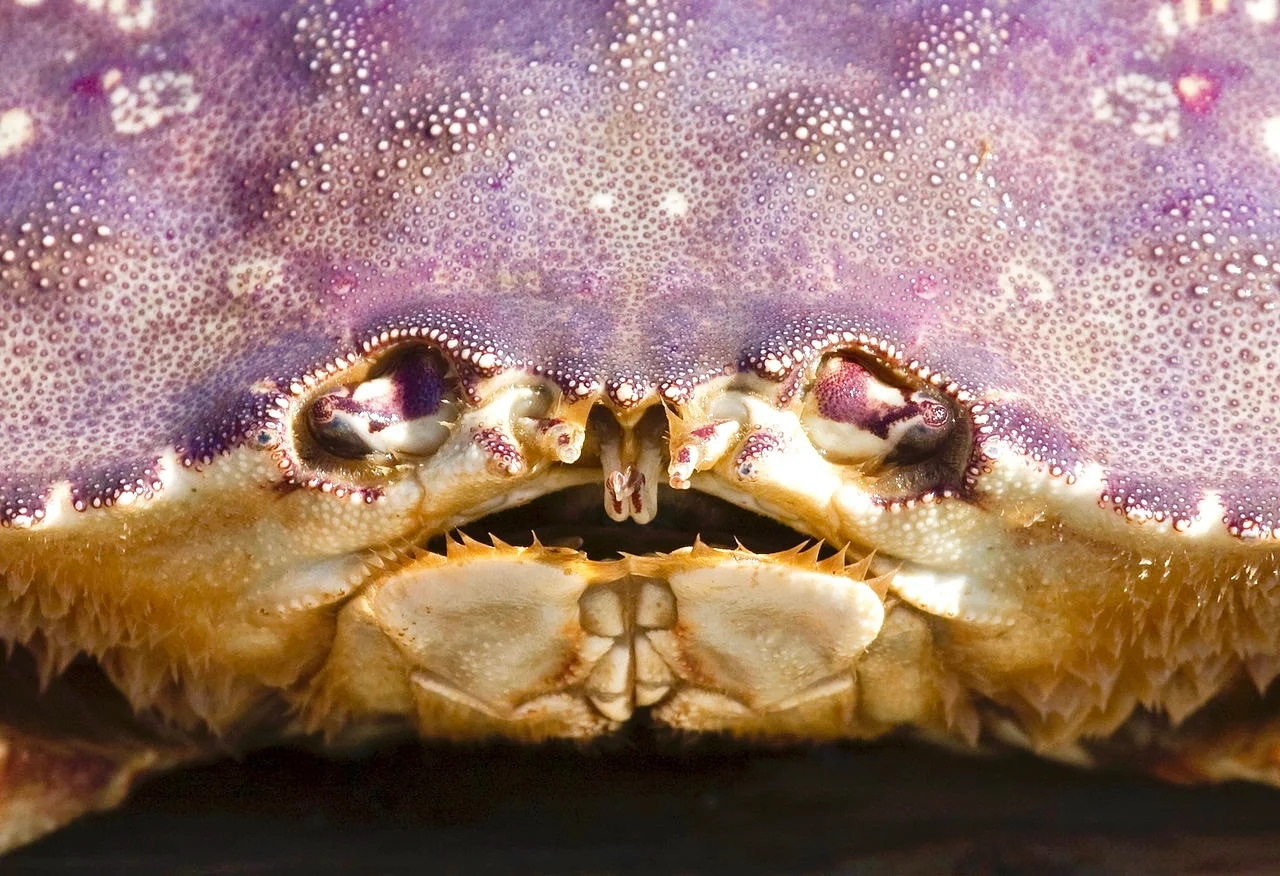 MJS Dungeness_crab_face_closeupWikiMedia (1).jpg