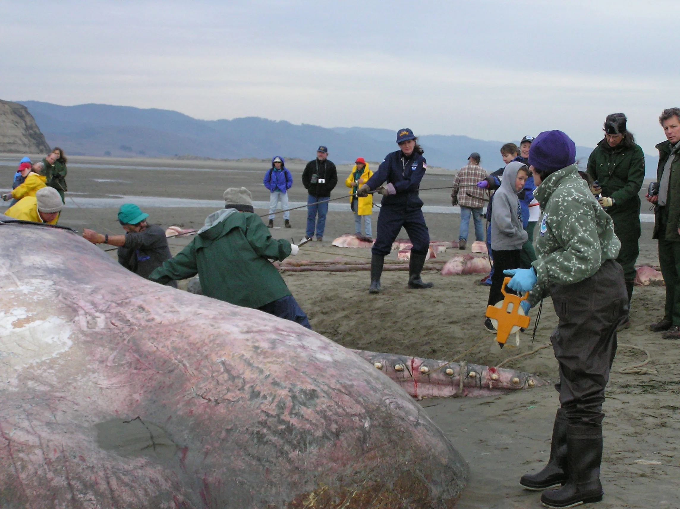 MJS SpermWhalePRNSMJSJHall.jpg