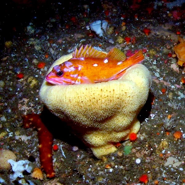 RosyRockfishOnSpongeNOAA-GFNMS (1).jpg