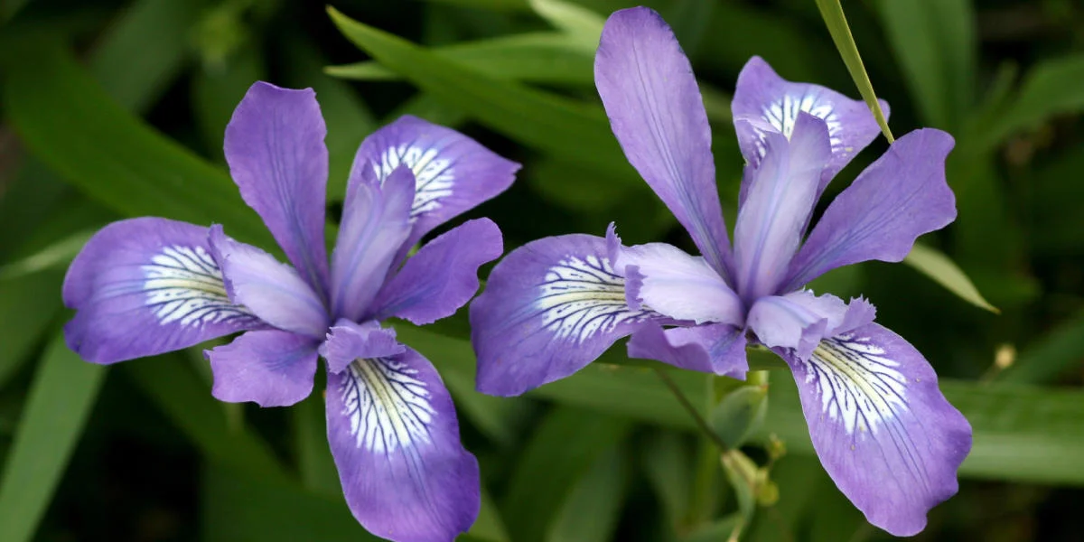 KU Douglas Iris.jpg