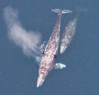 MJS GrayWhaleC-CC_ChristmanNOAA (1).jpg