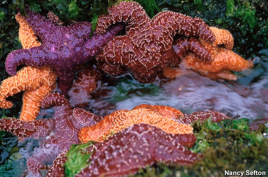 NOAA SeaStarsOchreNancySeftonOCNMS.jpg