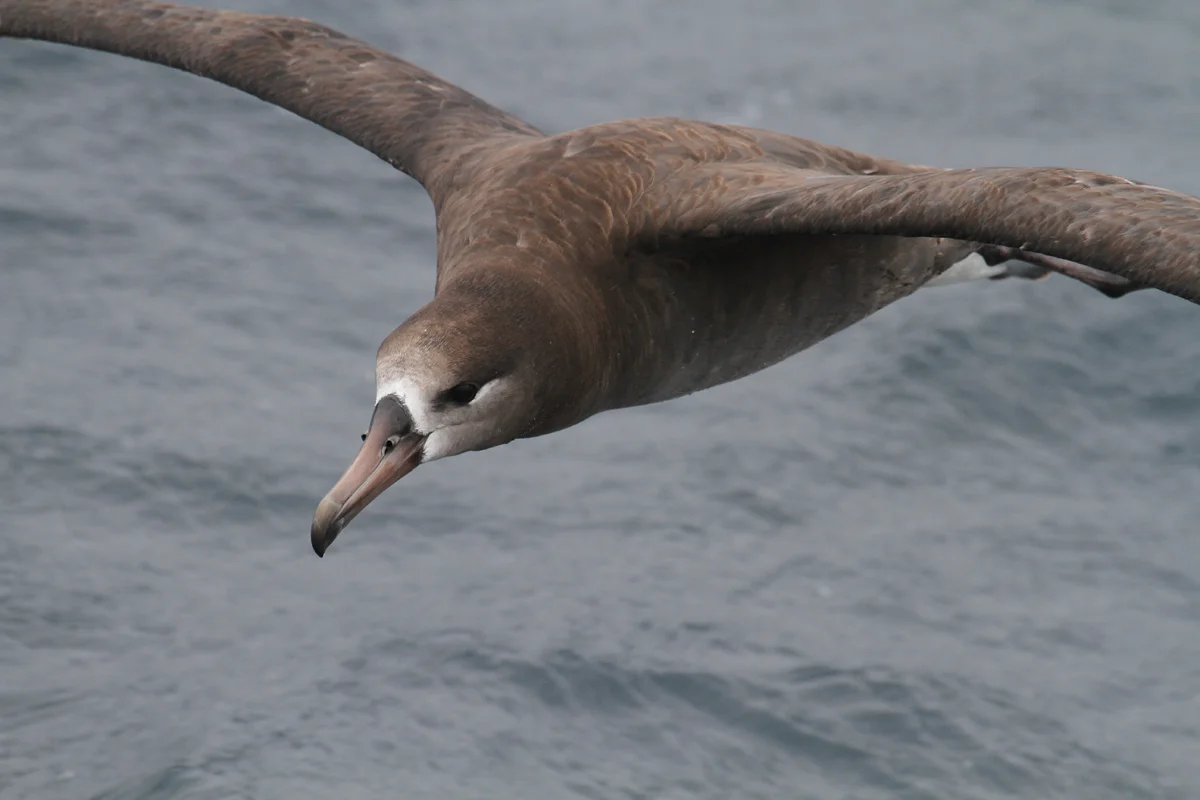 NOAA Black-footedAlbatrossJHallNOAA.jpg