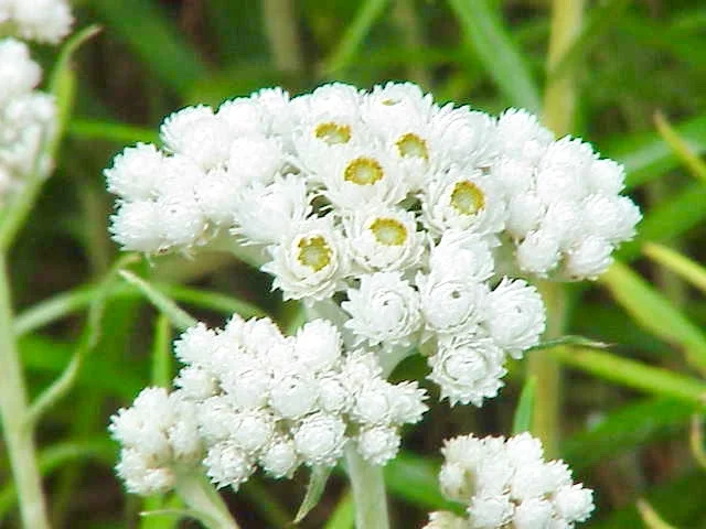 KU Anaphalis_margaritacea2 (1).jpg