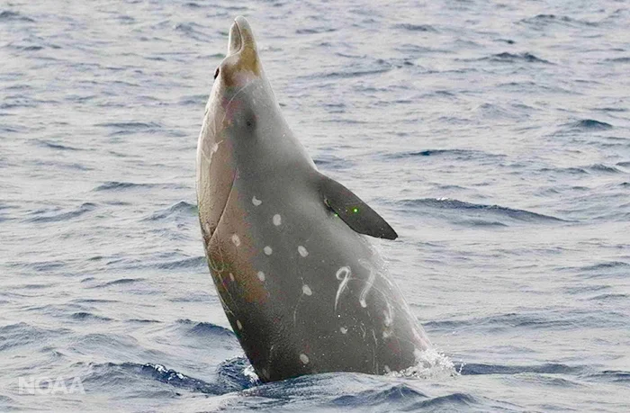 MJS Blainevill'sBeakedWhaleJohnDurbanNOAA.jpg