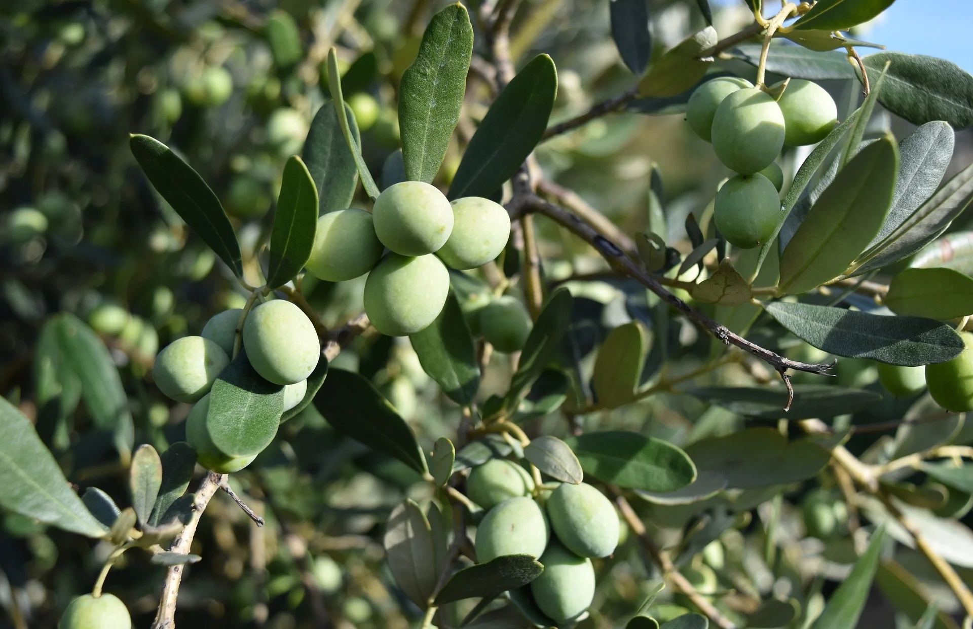 olives-3728376_1920.jpg