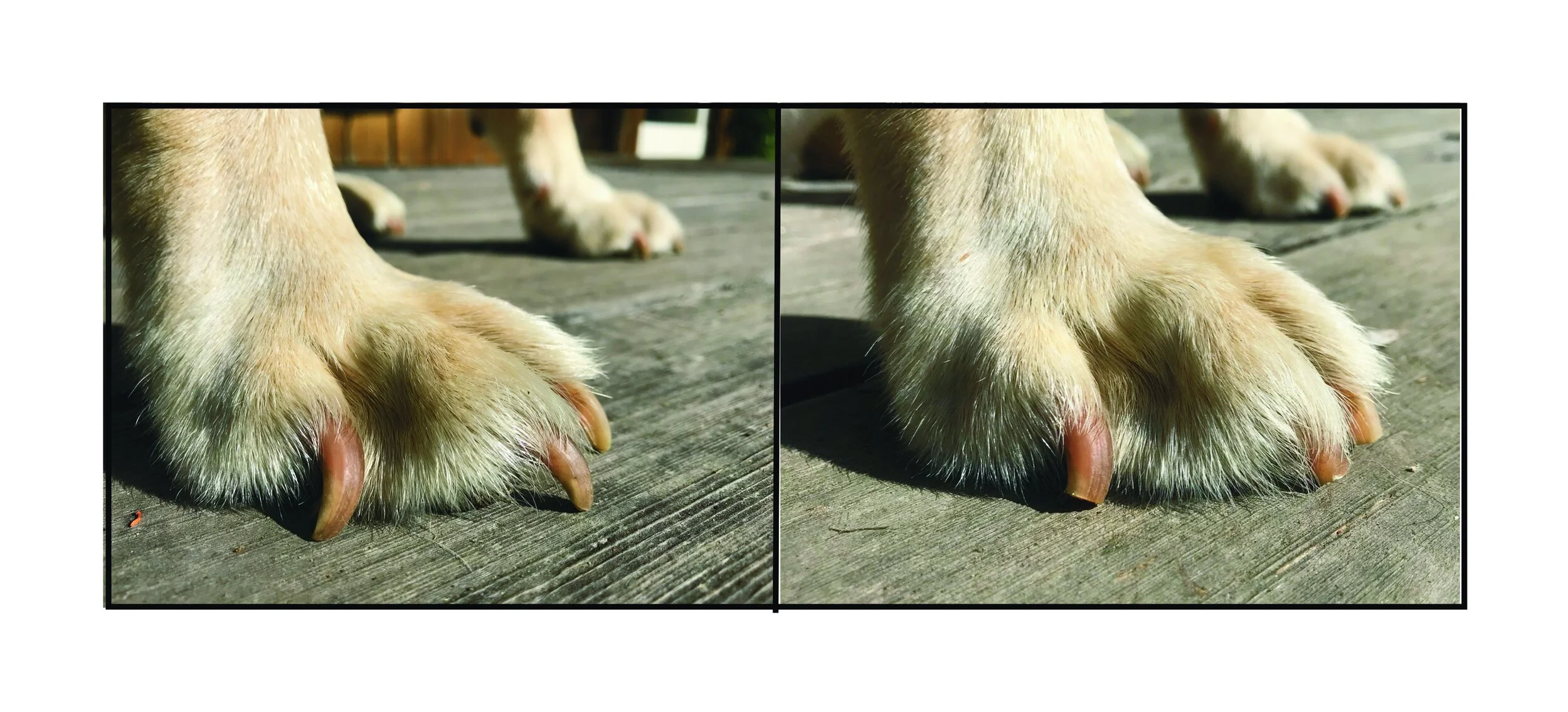 When Do Dog Paws Stop Growing Do Dog Paws Grow Back