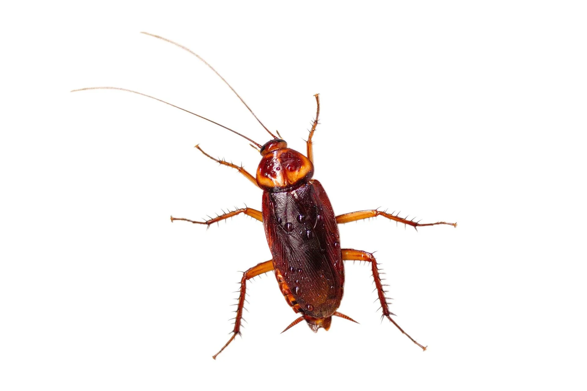 How Did Cockroaches Survive the Asteroid That Led to the Extinction Of