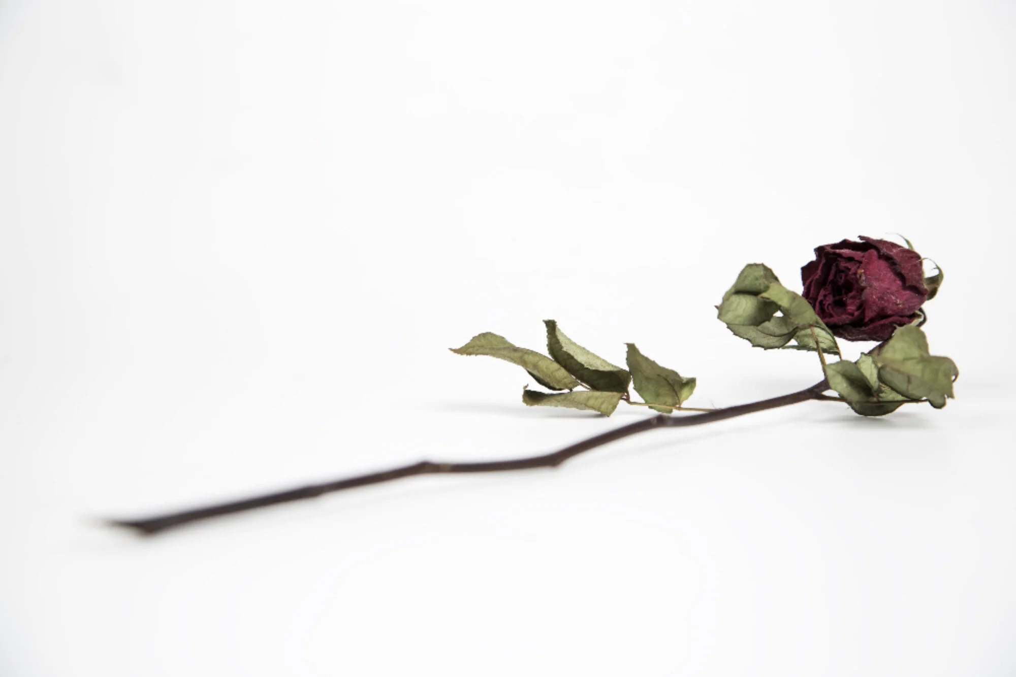 Why I Stayed – Survivor Wisdom Series, Part Six