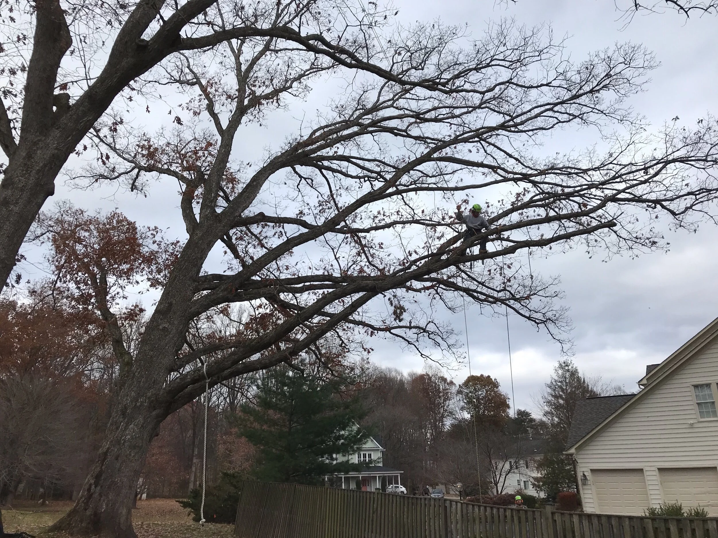 White Oak Pruning — Pin Oak Tree Services