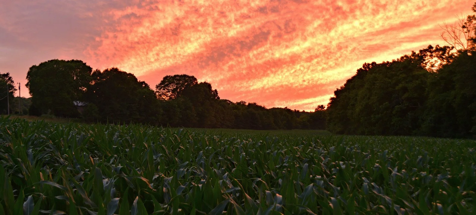 Corn Field Sunset15720.jpg