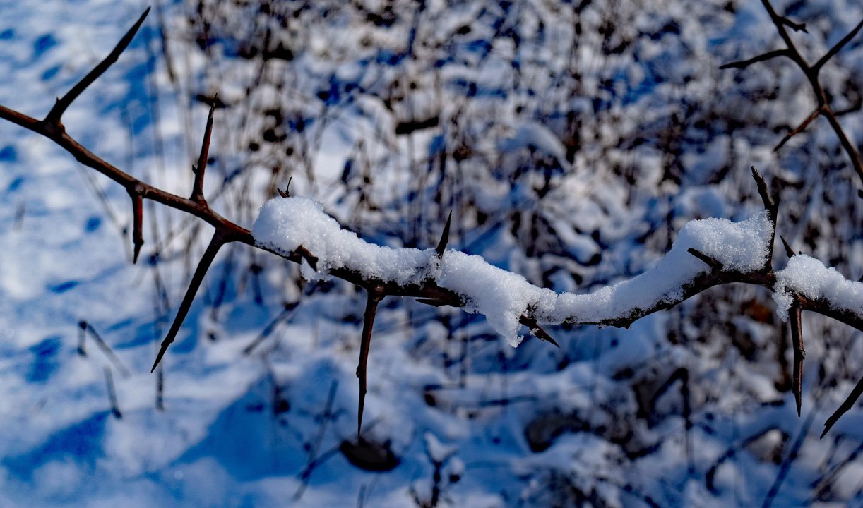 Snow Covered Thorns1720.jpg