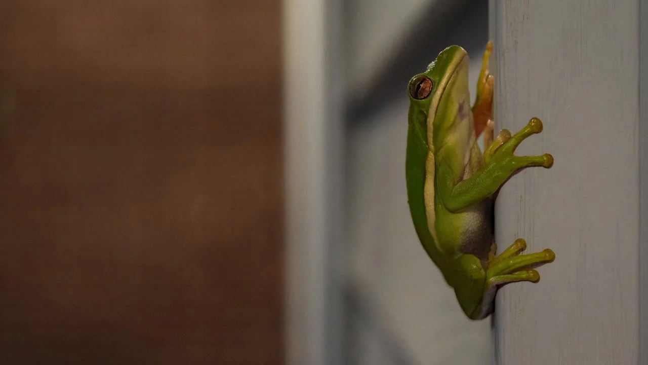 Green Frog Profile720.jpg