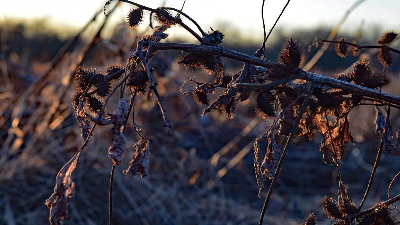 Cuckle Berries on the Farm720.jpg