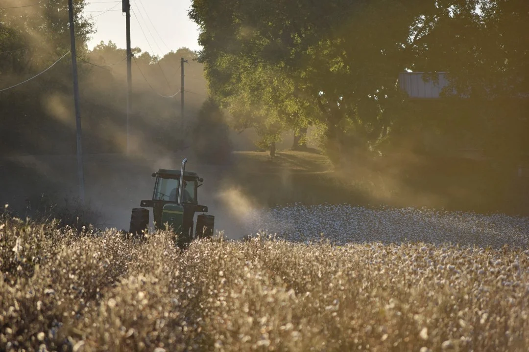 Choppin' Cotton720.jpg