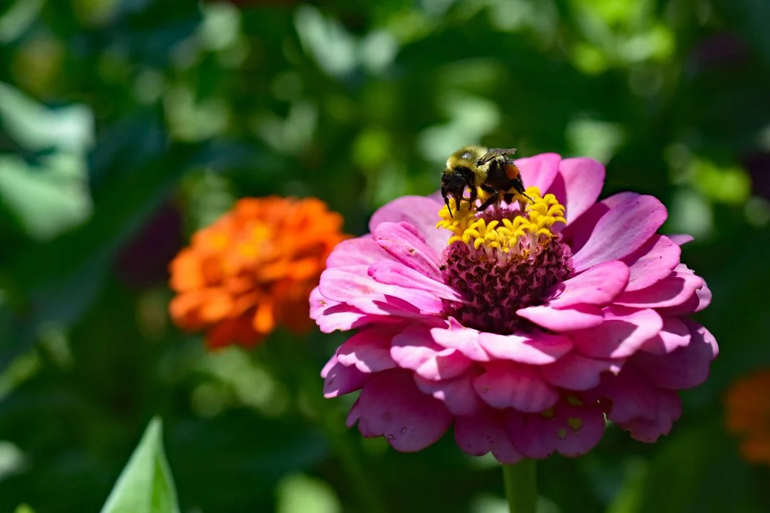 Honey Bee Pollenating Zennia1720.jpg