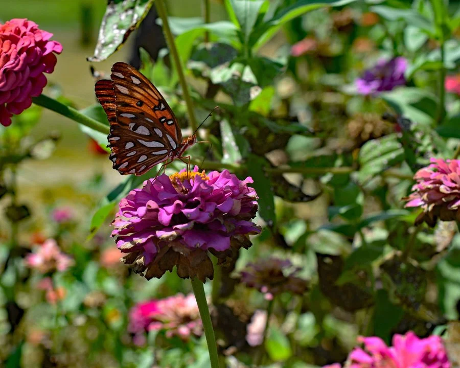 Perched Butterfly by the Raised Bed2720.jpg