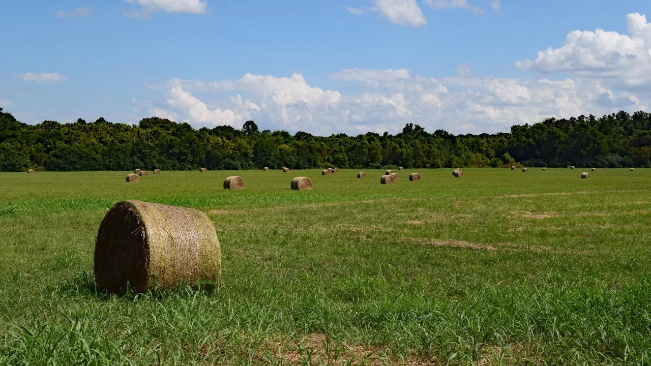 Bales of Hay2720.jpg