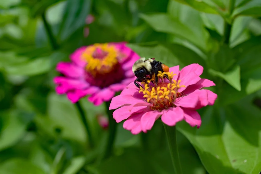 Busy Bee by the Raised Bed1720.jpg