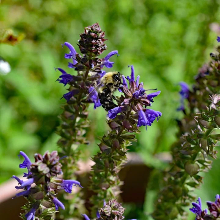 Busy Bee on Salvia2720.jpg