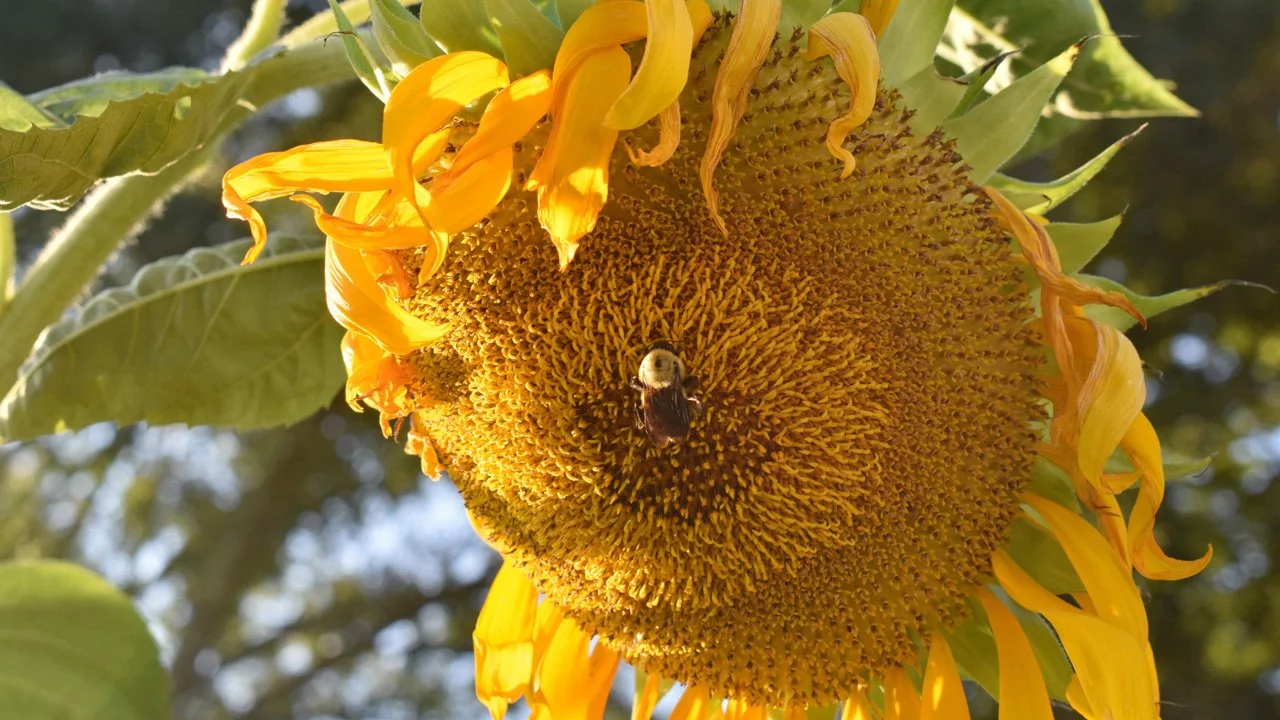 Golden Hour Harvest by the Mammoth Sunflower2720.jpg