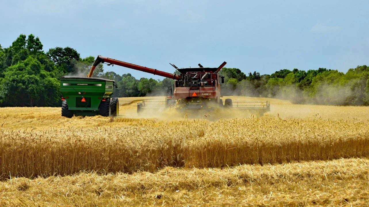 Wheat Transfer on the Farm2720.jpg