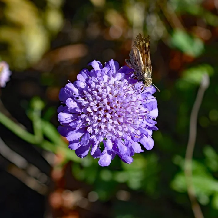Pollen Harvesting on Perching Daisy720.jpg