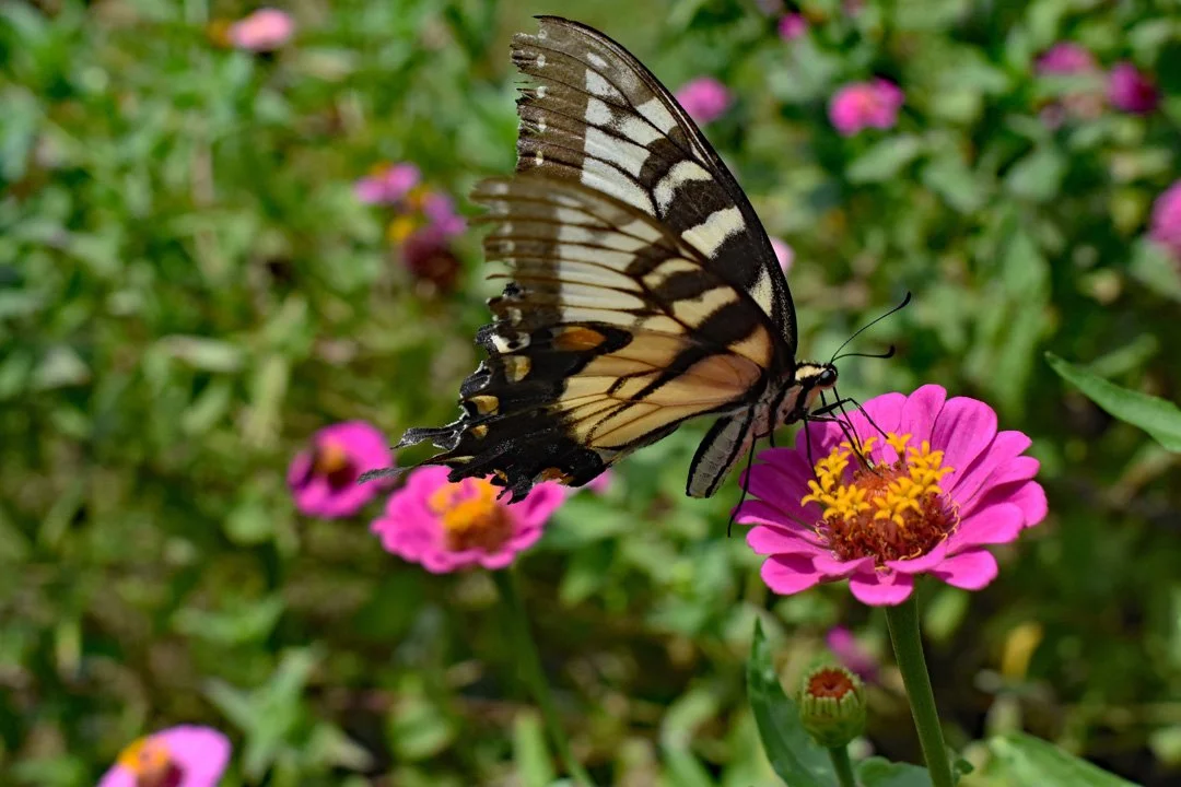 Pollinating Butterfly2720.jpg