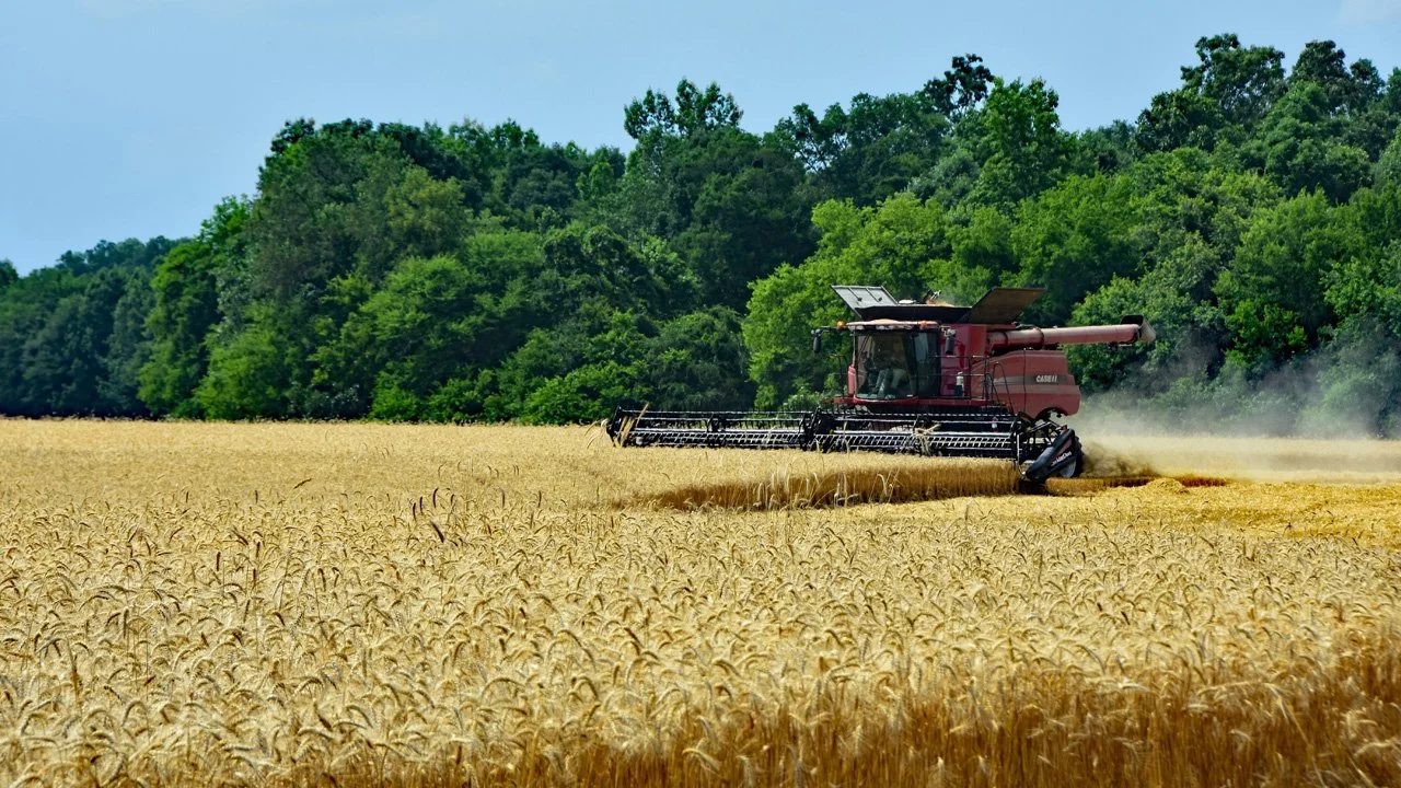 Combine Harvester in the Wheat Field1720.jpg