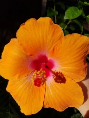 Orange Maui Flower.jpg