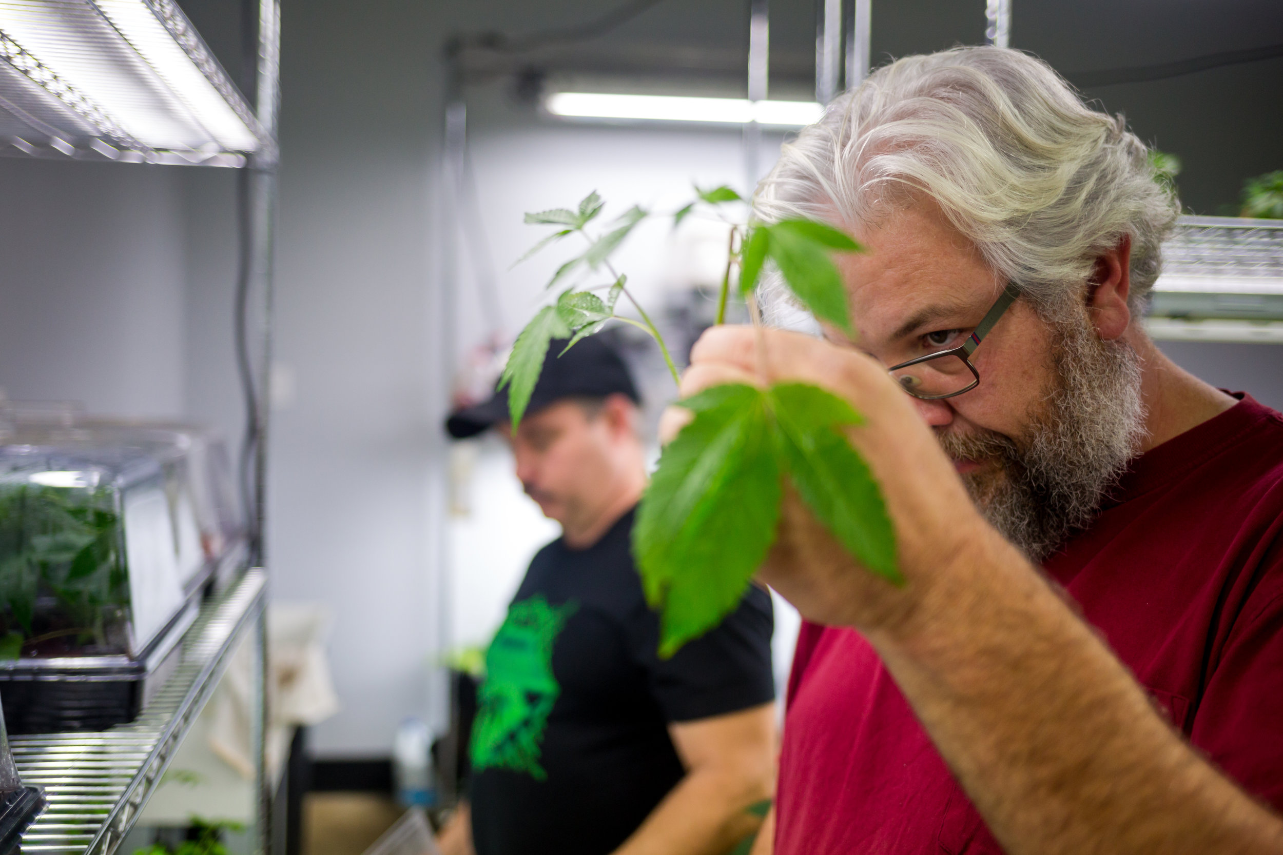  Travis Mackenzie examines the roots of a cannabis clone in one of the 24 growing rooms located in their west-Eugene indoor grow facility.&nbsp; 