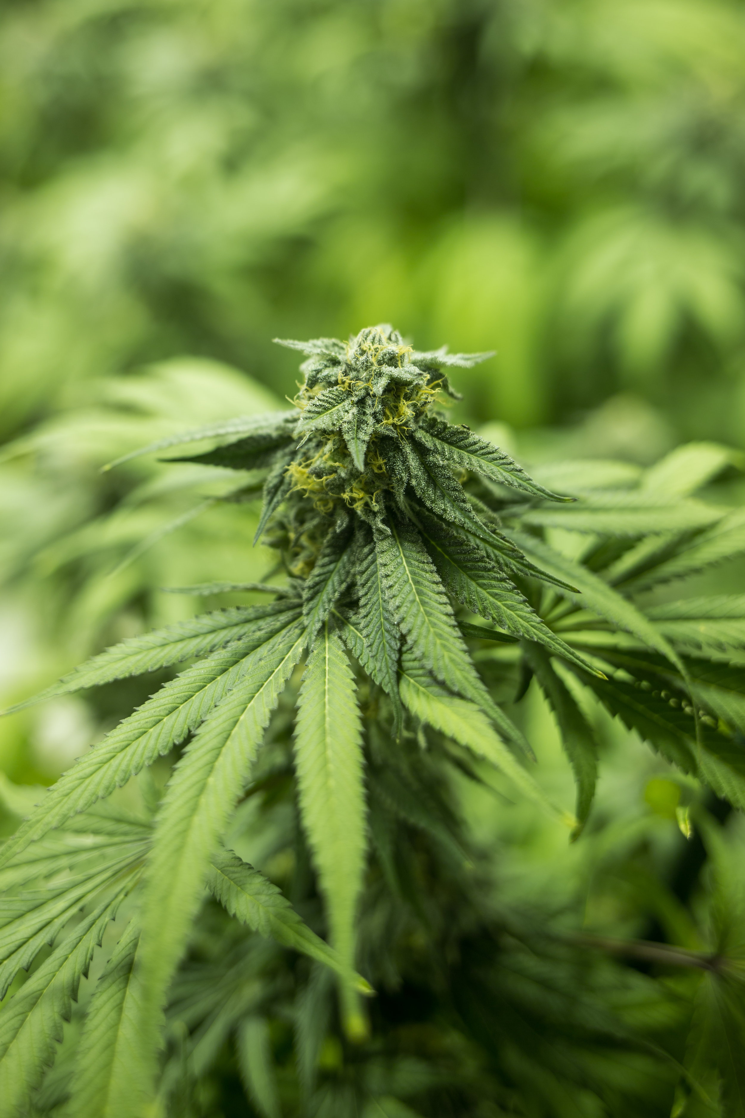 Mackenzie and his team of growers use a unique growing process that demonstrates the benefits of ecology and biodiversity within the cannabis plant’s soil. Many of the cannabis plant's pots contain a variety of other species such as tomatoes, peas and a community of fungi. 