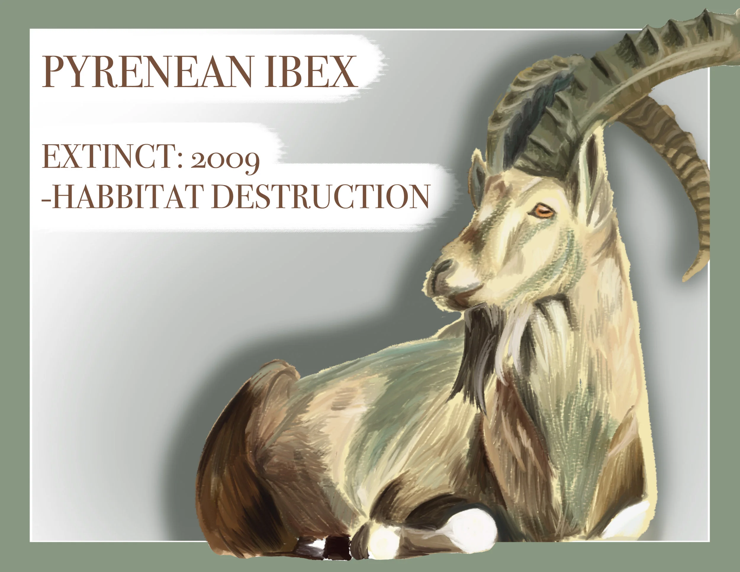 PYRENEANIBEX.jpg