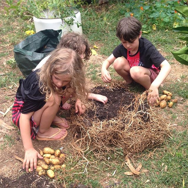 How amazing are these potato farmers? Those potatoes look delicious! Have you been growing potatoes at your place? ⁣
This cool photos was from @kyaspatch