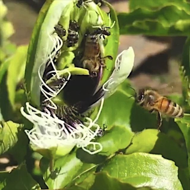 How amazing is this bee video by @sydneynativebees? I love springtime bees, buzzing around. Have you got a lot of bees in your garden right now?