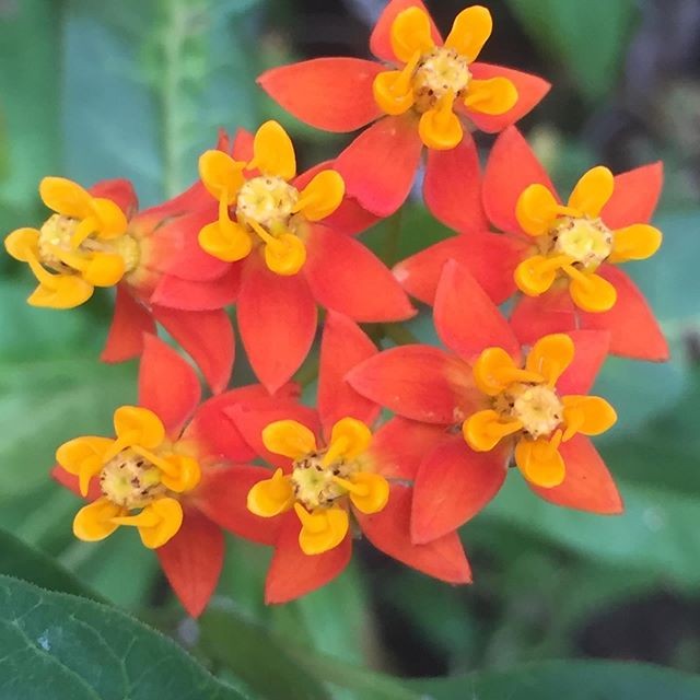 Wow how cool are these flowers? I love there little yellow and orange faces! Spring is the best! This great pic by @organicbees