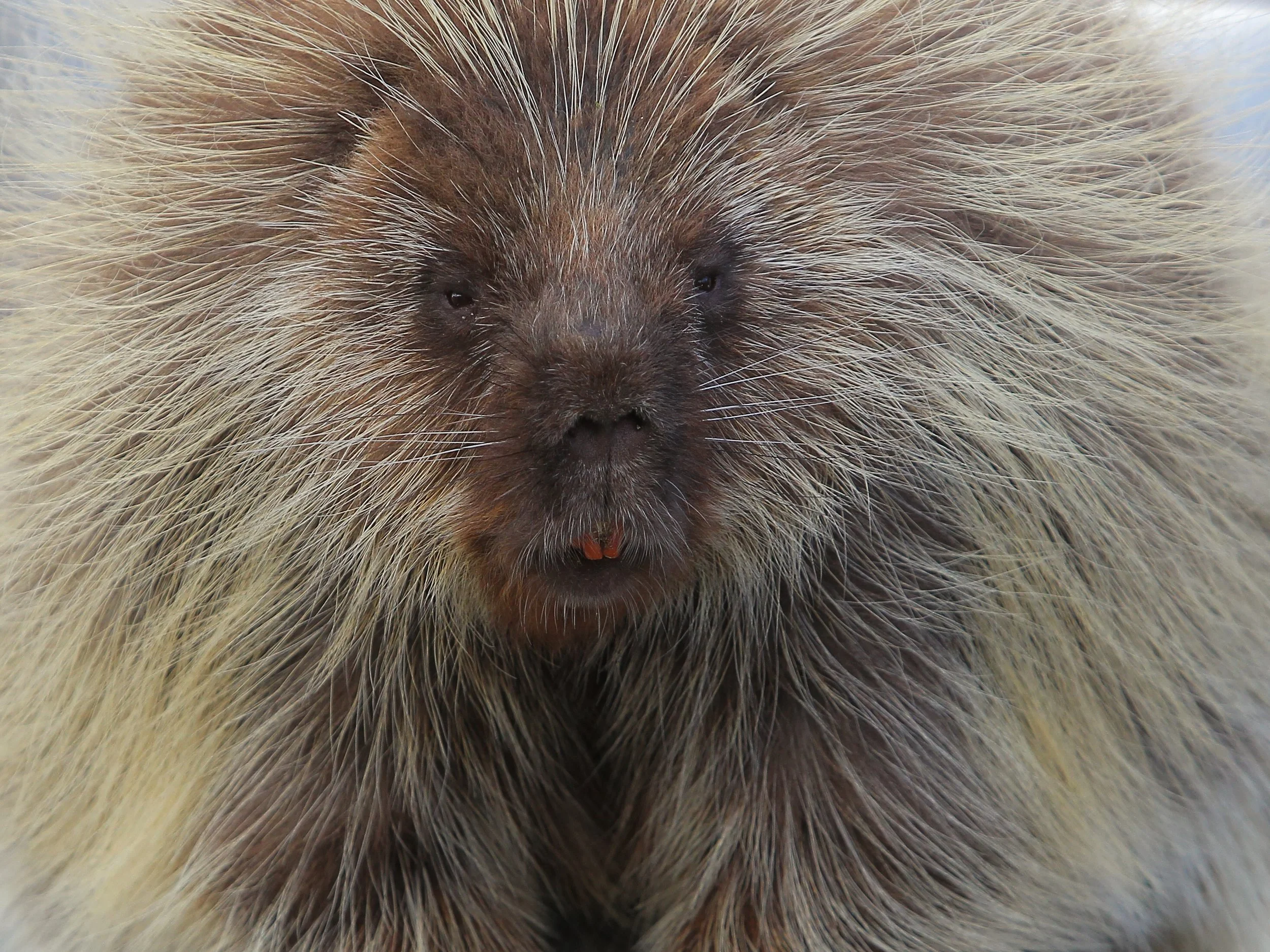  Adult Porcupine